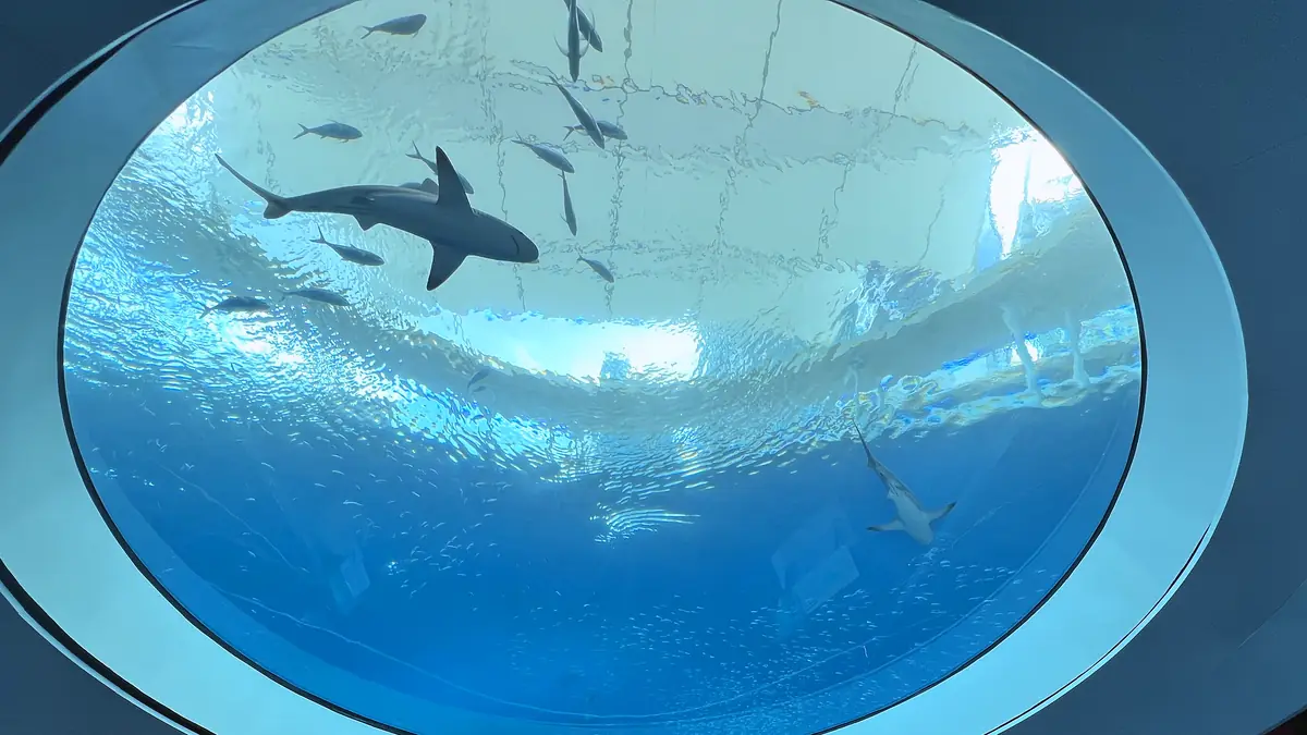 Large acrylic dome window looking up into a public aquarium tank, with sharks and fish overhead